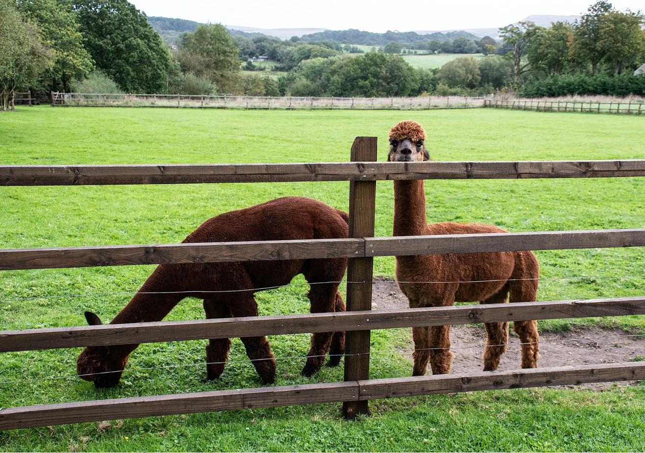 Alpacas in the paddock
