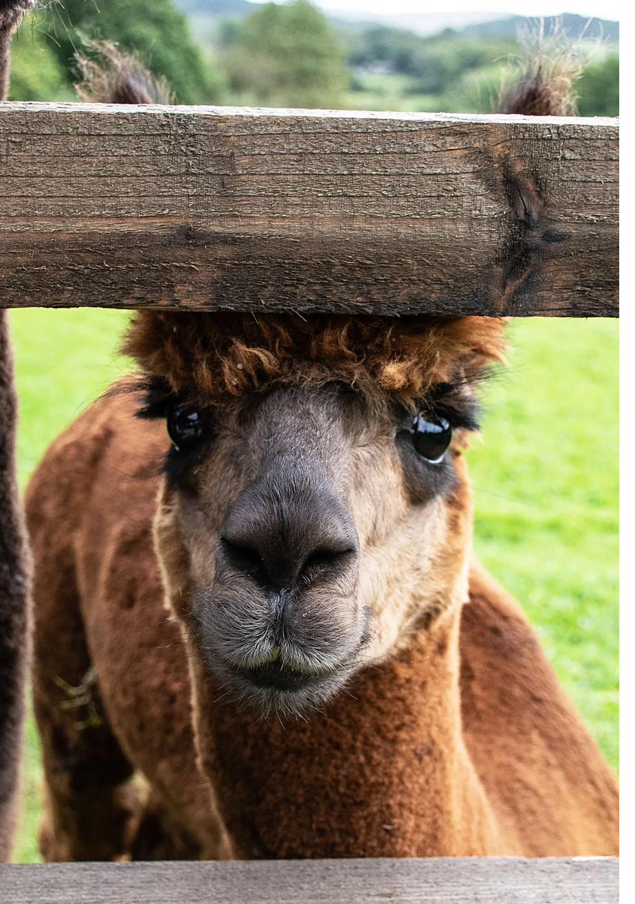 Curious alpaca at the paddock fence