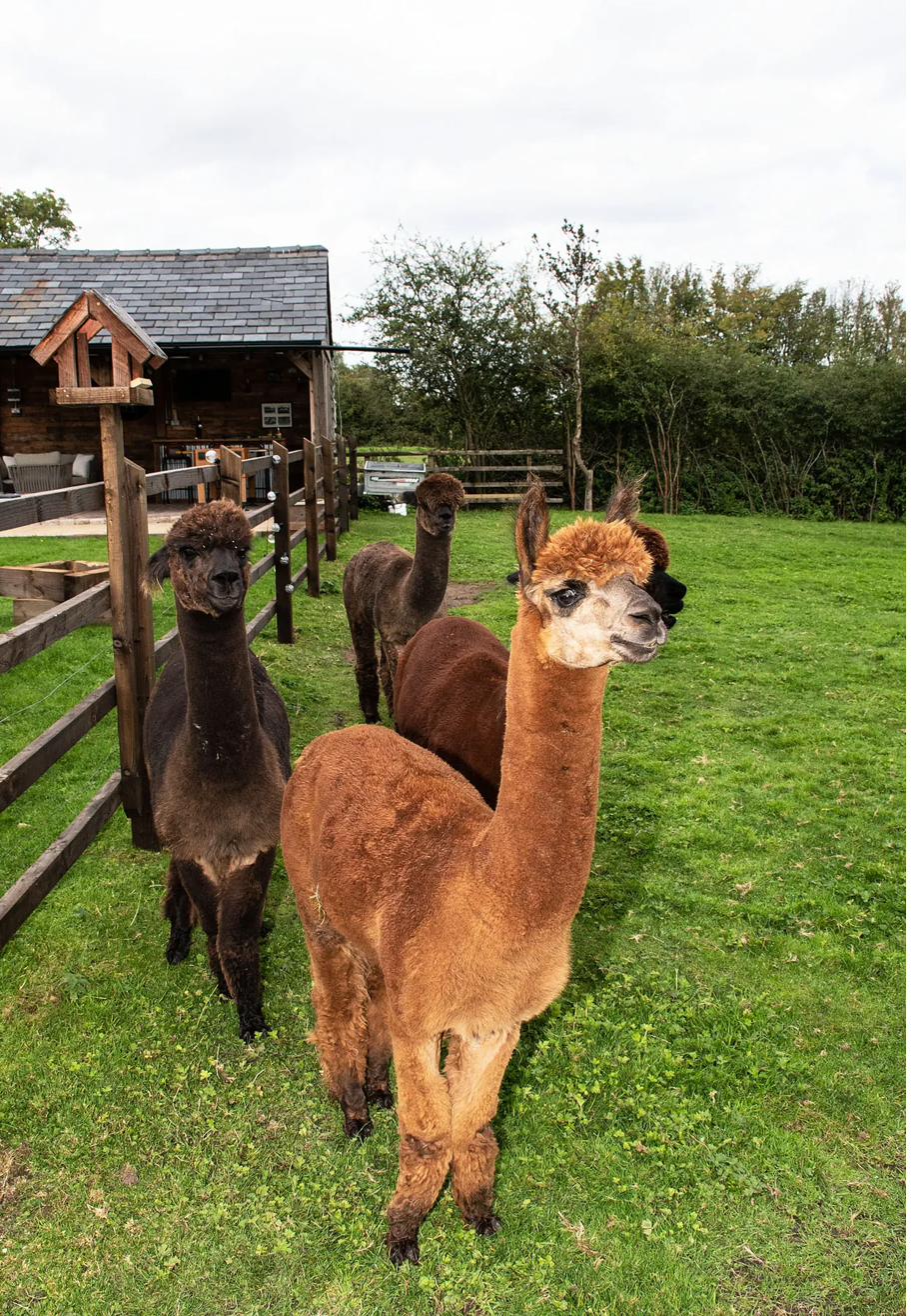 Alpacas by the paddock fence near the garden shelter