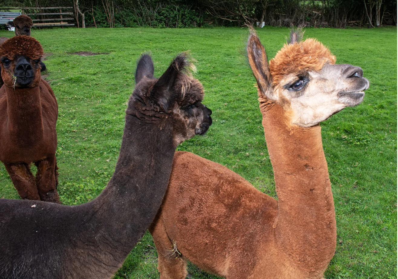 Alpacas together in the meadow