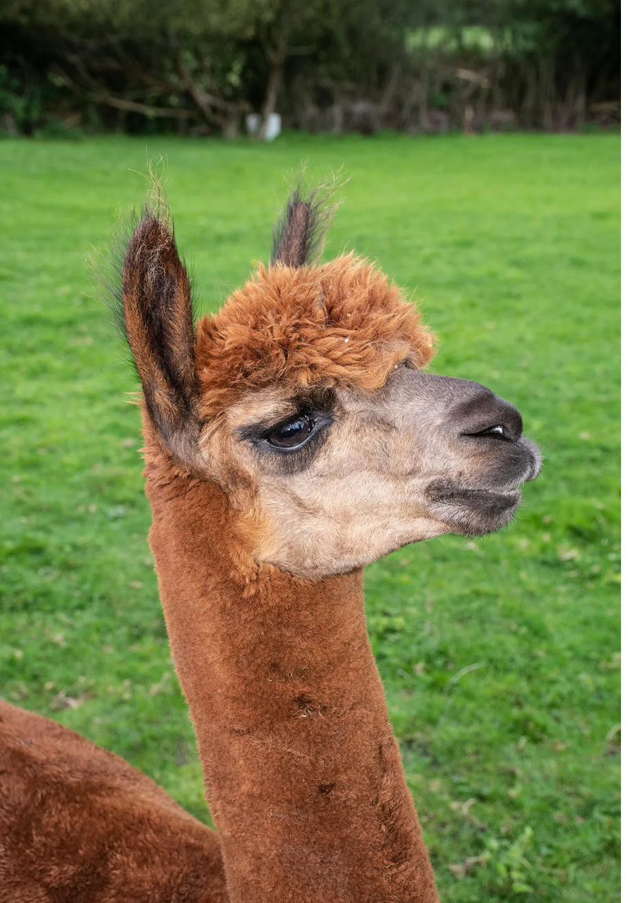 An alpaca looking across the field