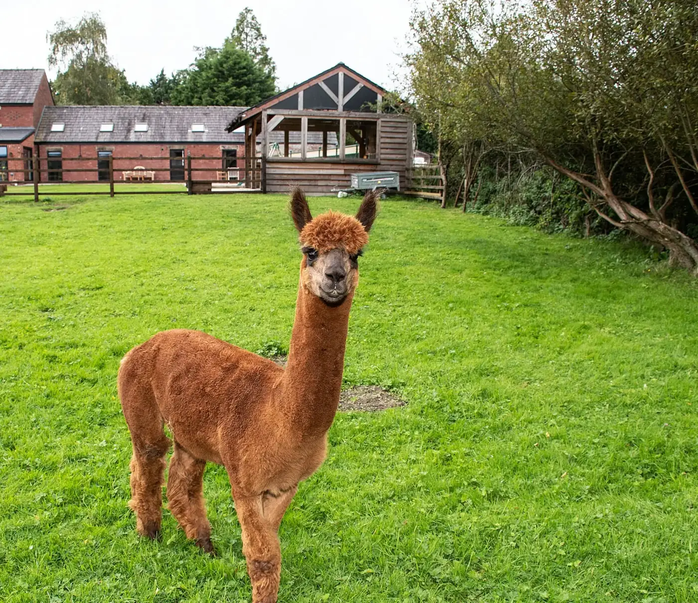 An alpaca in the paddock with the farmhouse and garden shelter behind