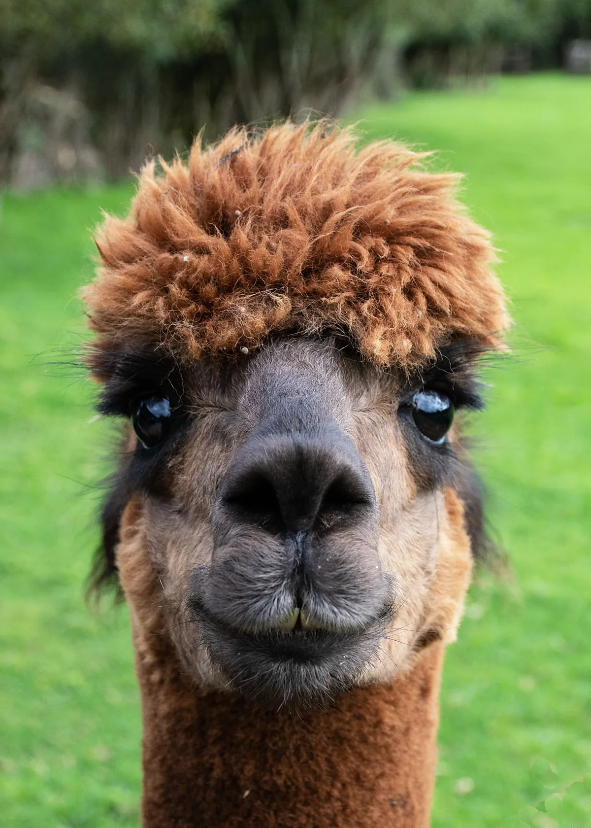 Close-up of one of the resident alpacas at The Greens Farmhouse
