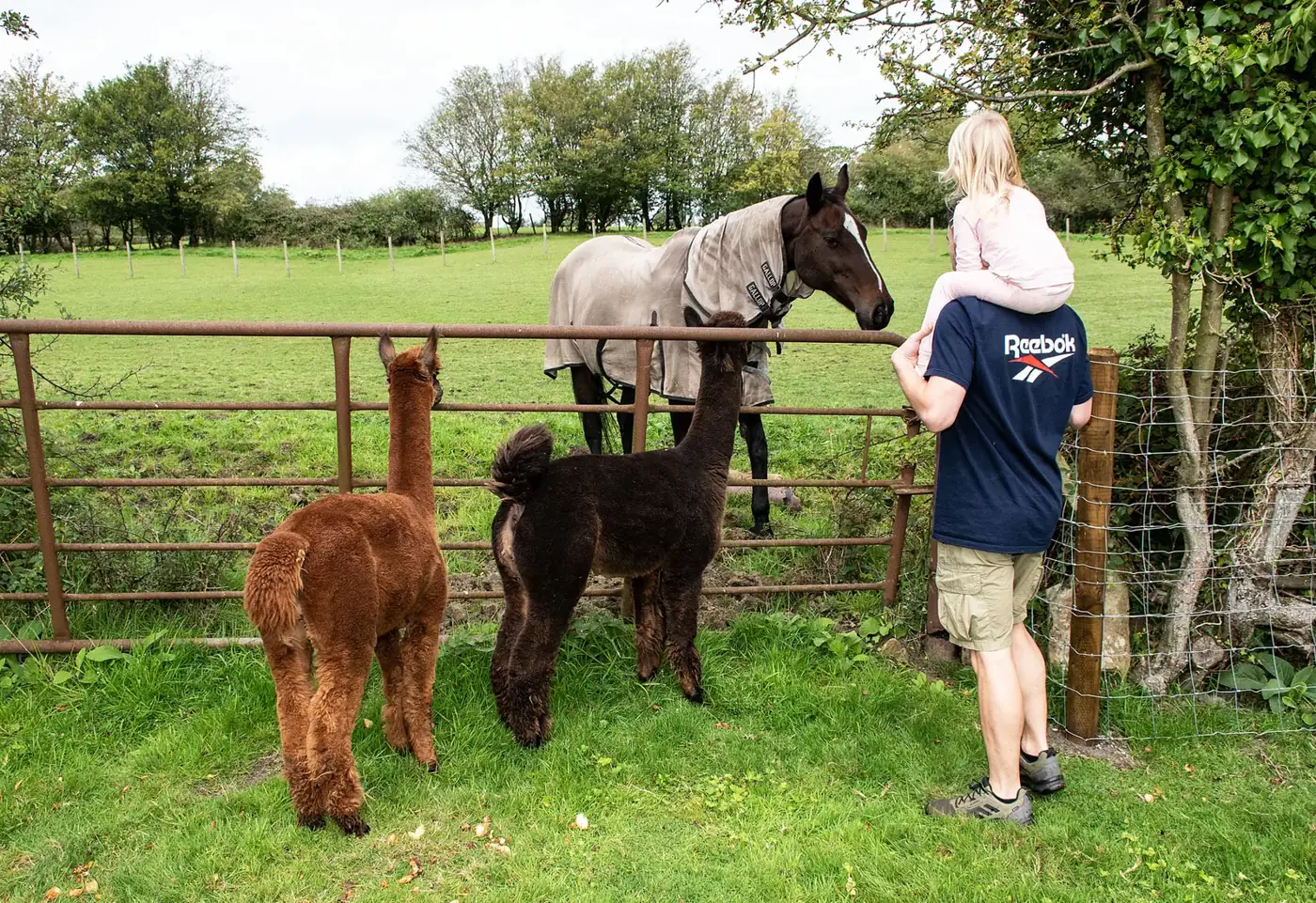 Two alpacas saying hello to the horse next door over the gate