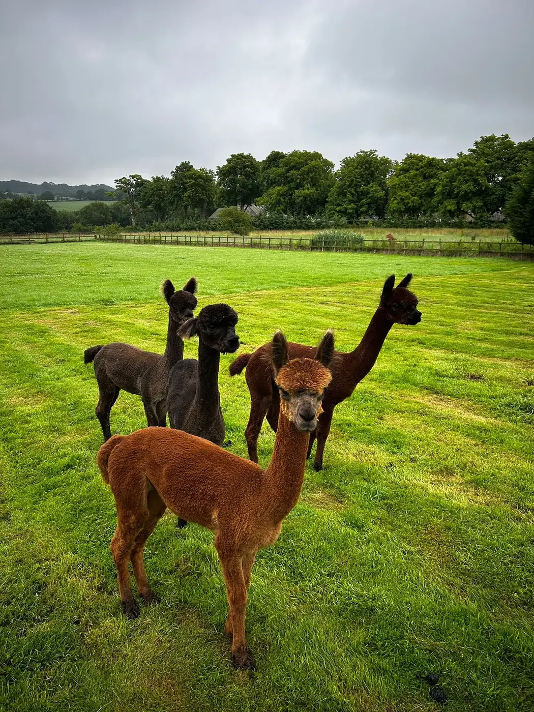 Reggie, Ronnie, Bert and Ernie, the four alpacas, in the paddock