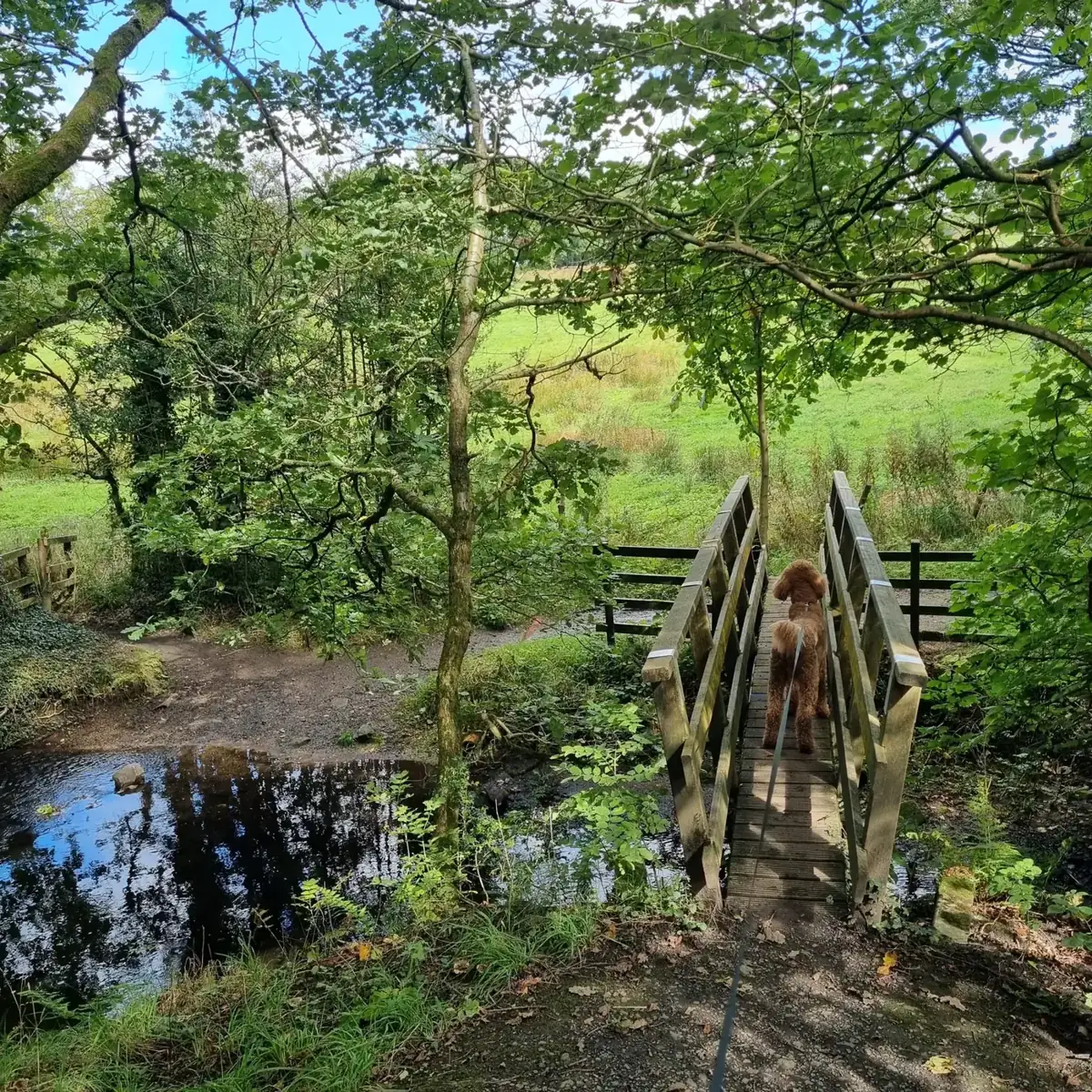 A dog crossing a wooden footbridge over a stream